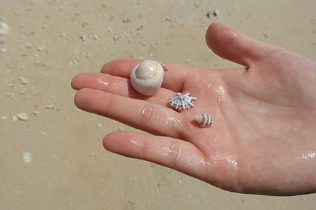 sea, hand, clam, sandy, beach, nature