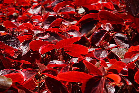 leaves, red, bright, bright red, bush, wine red, reddish