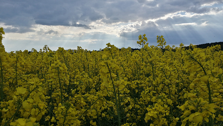 minyak pemerkosaan, musim semi, Brassica napus minyak, bidang rapeseed, kuning, langit, Sunbeam