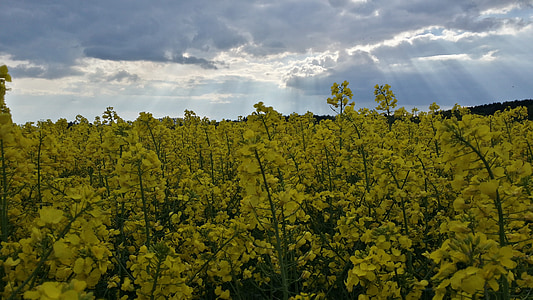 Ріпак, Весна, ріпакова олія, поле зернових, жовтий, небо, Sunbeam