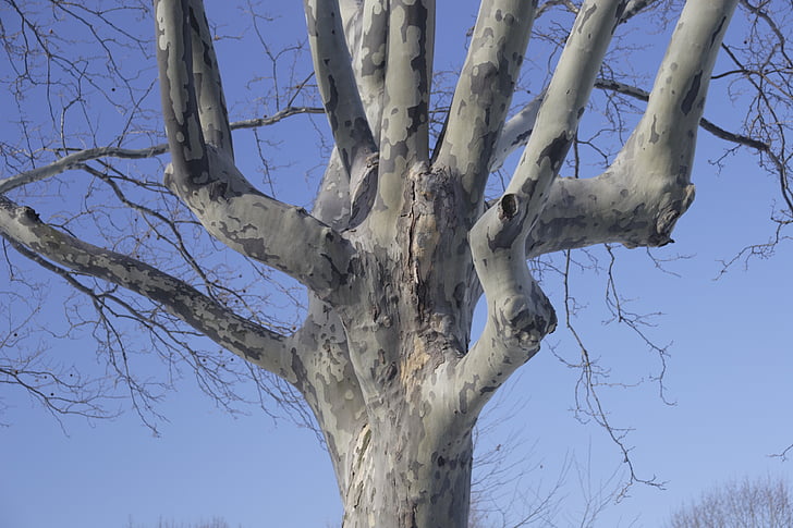 albero, cielo, inverno, Flushing meadow park del, New york city, Regine