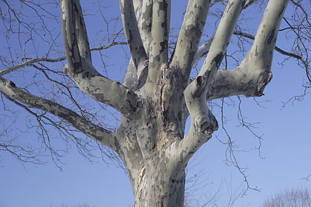 дерево, небо, Зима, Промывка Медоу Парк, Нью-Йорк, Квинс