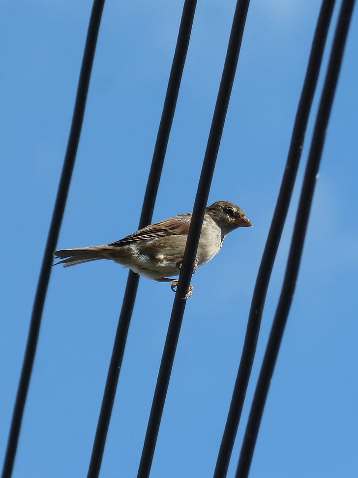 sparrow, bird, cables, lookout