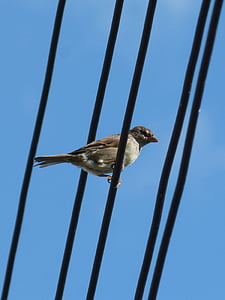 Sparrow, oiseau, câbles, Lookout