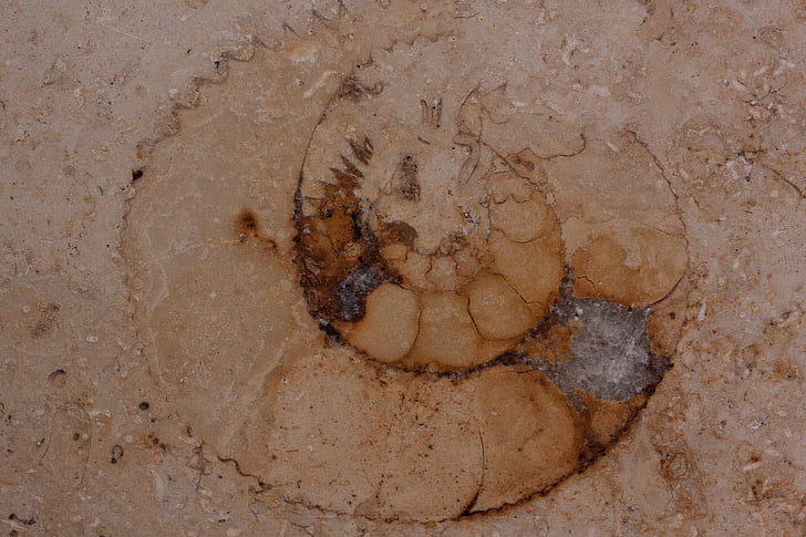 petrificación, nautilus fósil, fósil, losas de piedra caliza de Solnhofen, piedra caliza, Jura, superficie pulida