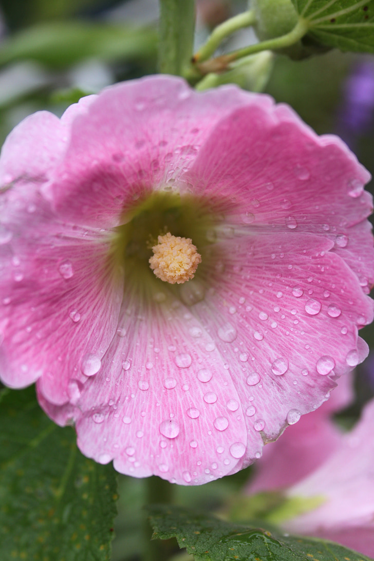 Záhrada, zblízka, ružové hollyhock, kvapky dažďa