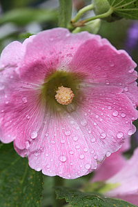 Сад, крупным планом, Шток-розы розовые, капли дождя