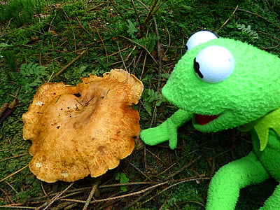 kermit, frog, mushroom, to find, autumn, forest, green