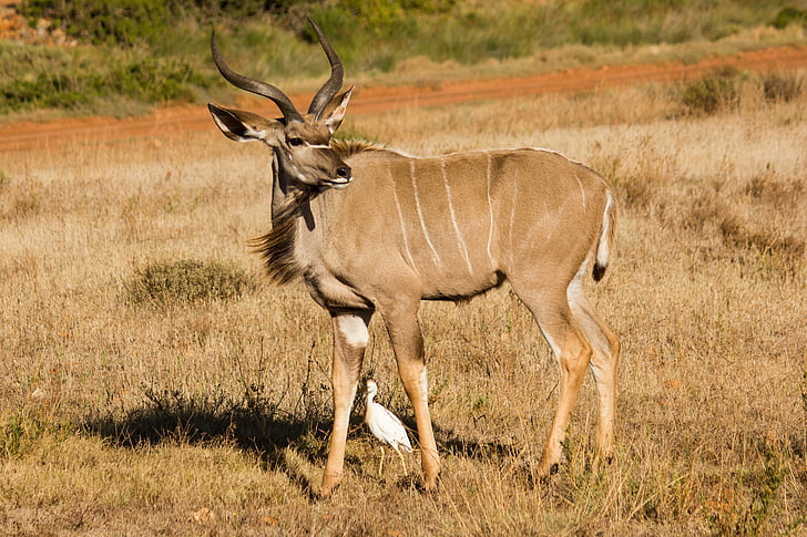 Kudu, Svět zvířat, Jihoafrická republika, zvíře, divoké zvíře, kudu velký, Příroda
