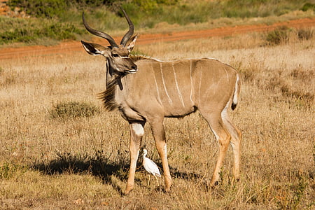 kudu, animal world, south africa, animal, wild animal, large kudu, nature