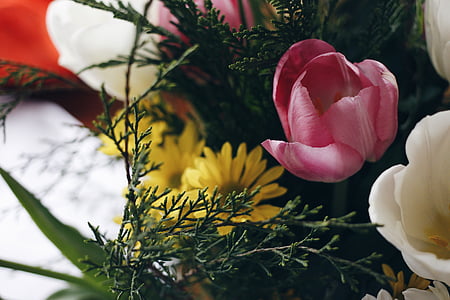 gyönyörű, Bloom, virágzó, blur, csokor, világos, közeli kép: