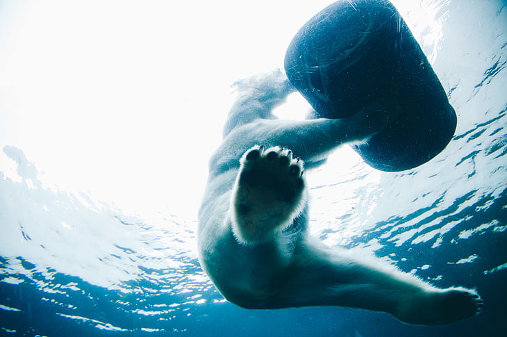 polar, bear, swimming, ocean, grabbing, cylindrical, tank