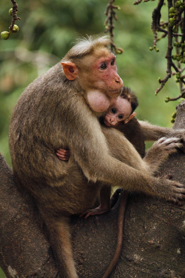 monkey, mother, child, animal, nature, wildlife, baby