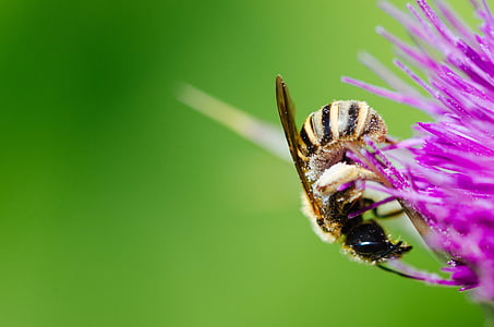 állat, méh, darázs, közeli kép:, szín, Flóra, virág