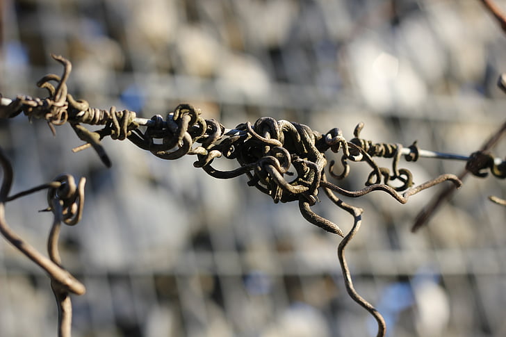dry, wire, wood, vegetation, branch, cross, the grapes