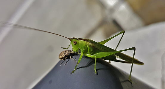 katydid, Λιβάδι katydid, ακρίδα, έντομο, ρυγχωτός κάνθαρος, πράσινο, χοάνη