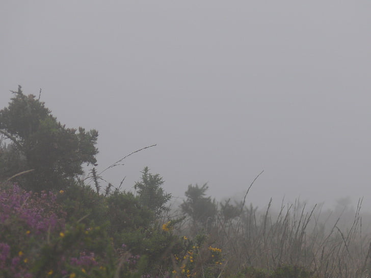 Bretagne, tåge, lande, vinter, Heather