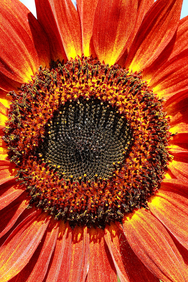 flower of sunflower, red, flowers