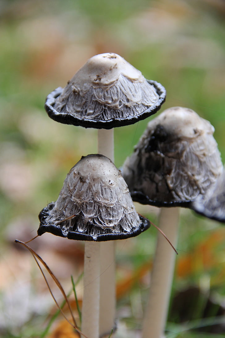 mushroom, macro, outdoors, garden, forest, black, gray