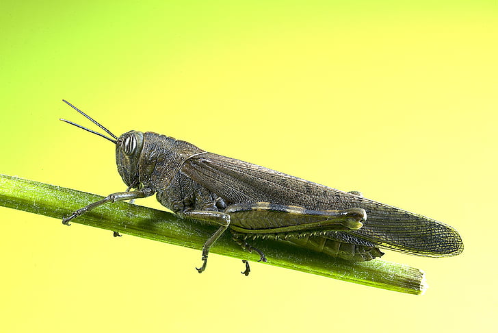 grasshopper, insect, macro, he caught, nature, animal, locust