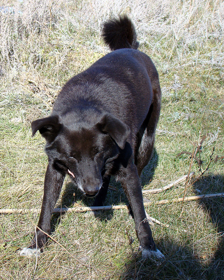 dog, black, the bright sun, squinting his eyes, grass