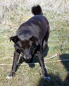 собака, чорний, Яскраве сонце, його очі косі, трава
