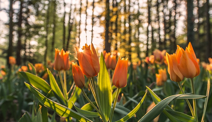 orange, tulips, flowers, garden, nature, trees, forest