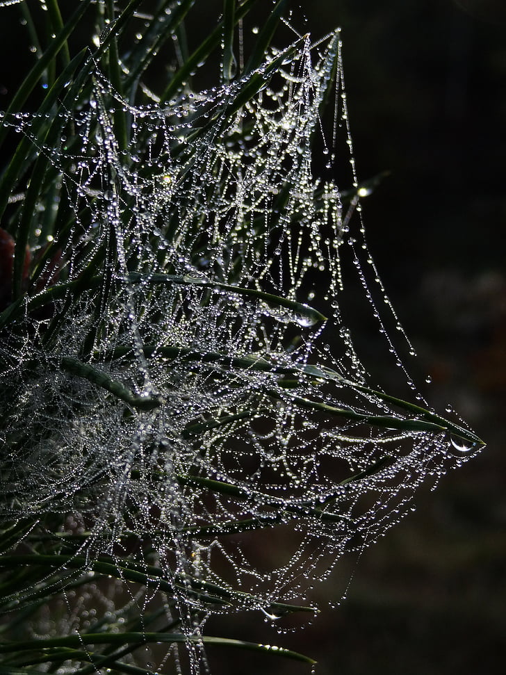 cobweb, spider webs, dew, dewdrop, morgentau, beaded, cobwebs