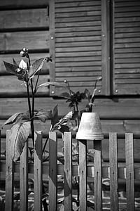 wooden, fence, flowers, pot, village, house, home