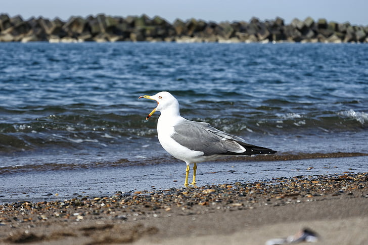 animale, mare, spiaggia, onda, Sea gull, uccelli marini, animale selvatico