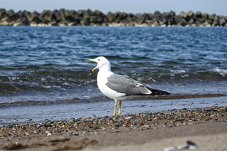 animale, mare, plajă, val, sea gull, păsări marine, animale sălbatice