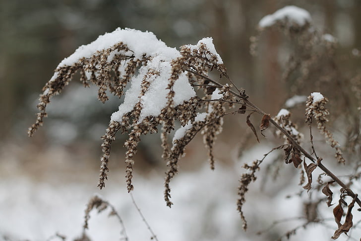 invierno, República Checa, Frost, nieve, naturaleza, macro, congelados