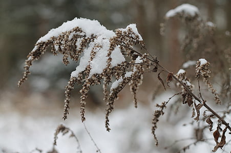 Vinter, Tsjekkia, Frost, snø, natur, makro, frosset