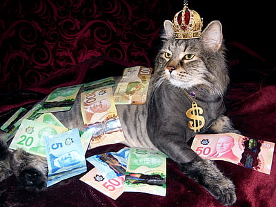 diners, gat, riquesa, diners canadenc, home despullat, gat domèstic, animals de companyia