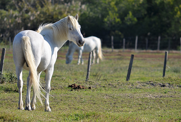 Camargue, chevaux blancs, animaux, crinière blonde