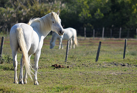 Camargue, bijeli konji, životinje, plavu grivu