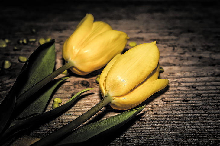 flowers, tulips, cut flowers, yellow, plant, yellow flower, wood
