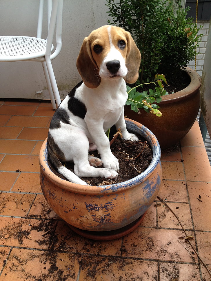 Beagle, pot de fleurs, chien