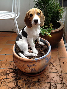 beagle, flowerpot, dog