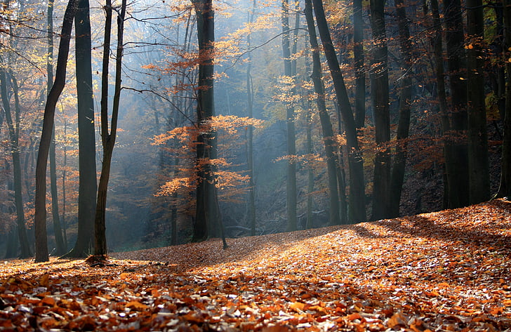 autumn, forest, nature