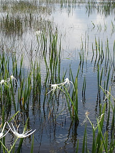 aquatic plant, lake, pond, blossom, bloom, bank, reed