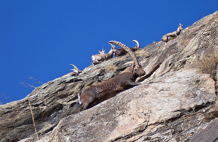 Íbex, homes, femelles, escalada en roca, animal, vida silvestre, natura