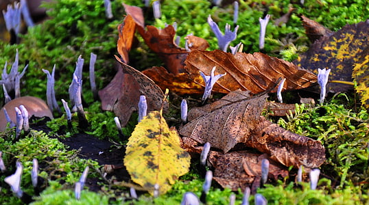 houby, Les, Příroda, podzim, makro