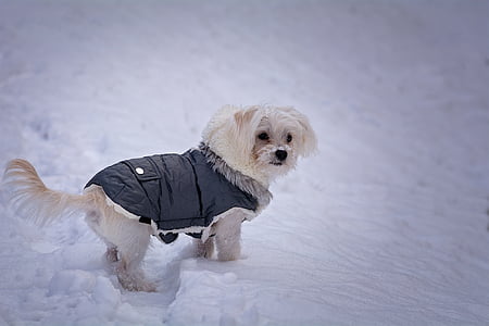 σκύλος, Μαλτεζικά, λευκό, Γλυκό, Χαριτωμένο, μικρό, νεαρός σκύλος