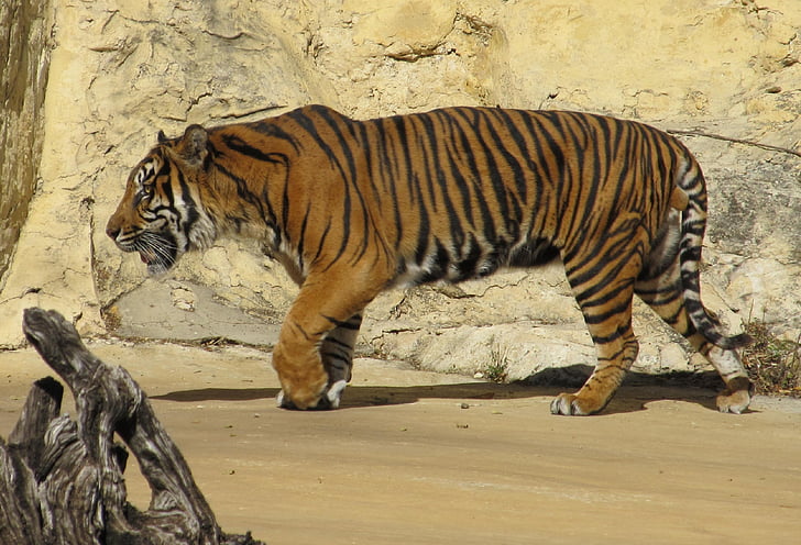 Tygrys sumatrzański, Tygrys, wielki kot, Carnivore, ssak, paski, zwierząt