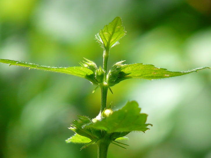 ordinary goldnessel, forest plant, leaves, green, lamium galeobdolon, galeobdolon luteum, galeobdolon lamiastrum l