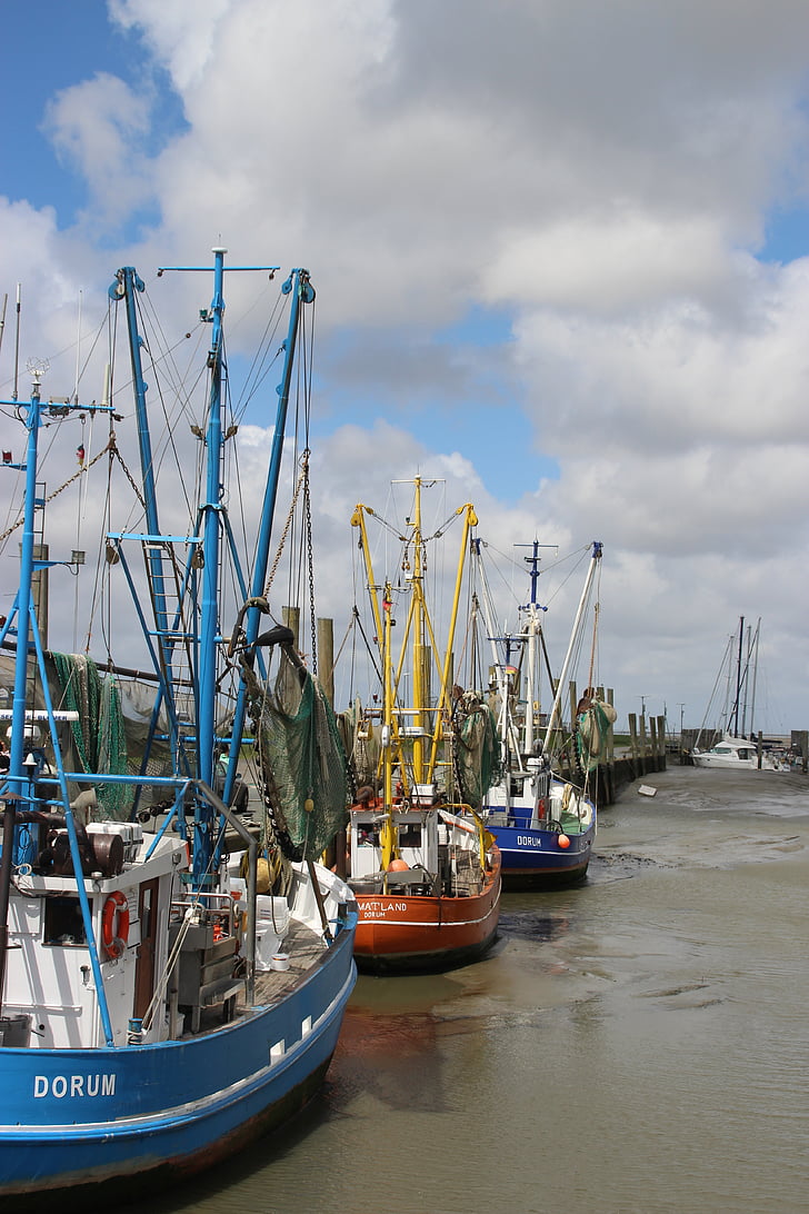 γαρίδες, άμπωτη, Dorum, το λιμάνι της αλιείας, Βόρεια θάλασσα, Βόρεια Γερμανία