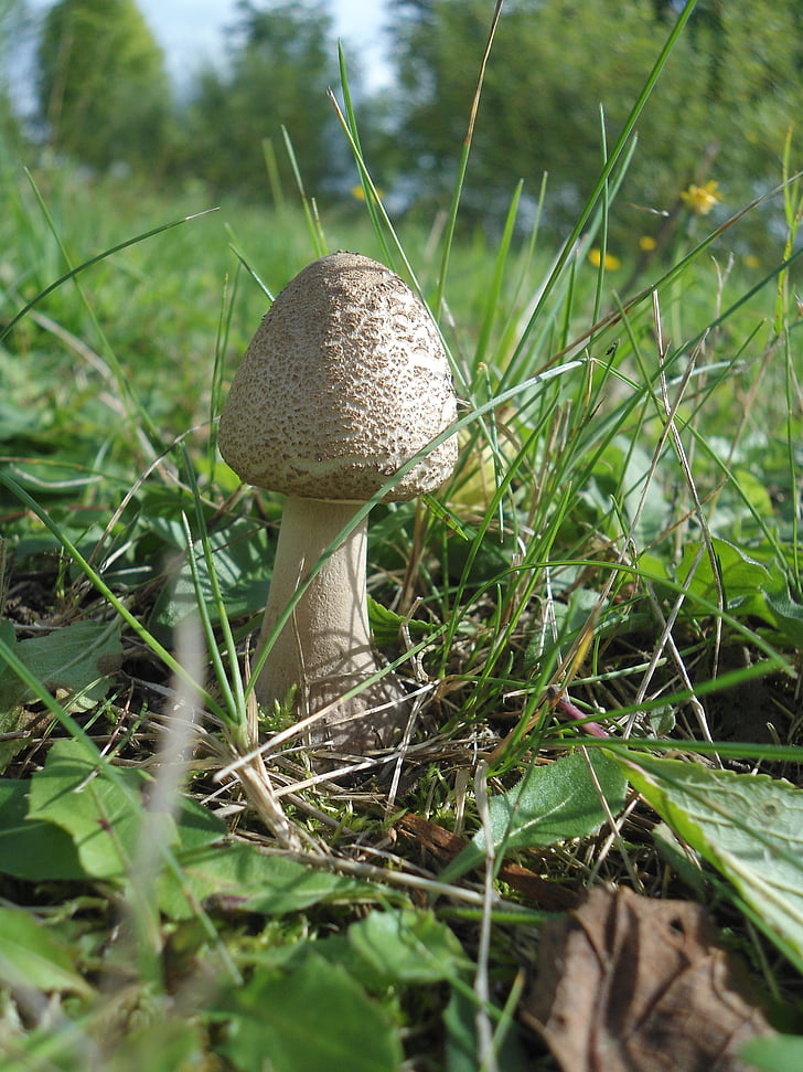 fungo, floresta, cogumelo de parasol