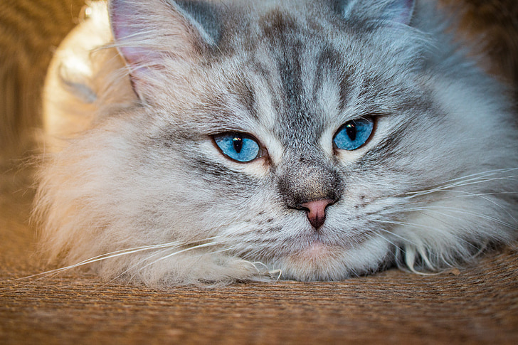 katten, Siberian skogkatt, blå øyne, Neva masquarade, innenlands cat, kjæledyr, dyr