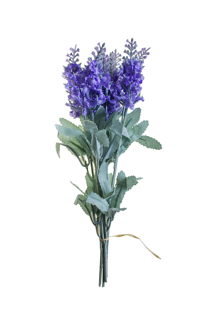 flower, purple, nature, flowers, plants, purple flower, white background